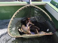 Zarybňování Litavky (19)